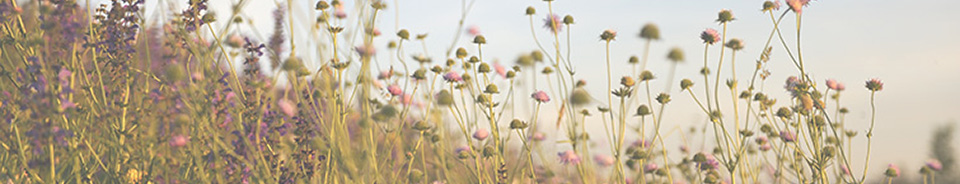 Über körperorientierte Psychotherapie